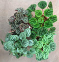 Peperomia Non-Obtusfolia Assortment